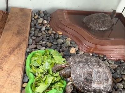 “Box turtles” actually Ornate wood turtles for sale