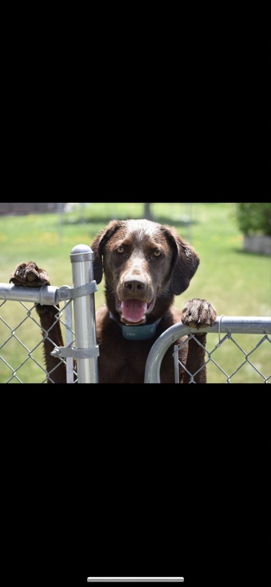 Chocolate Lab
