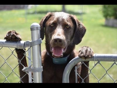 Chocolate Lab