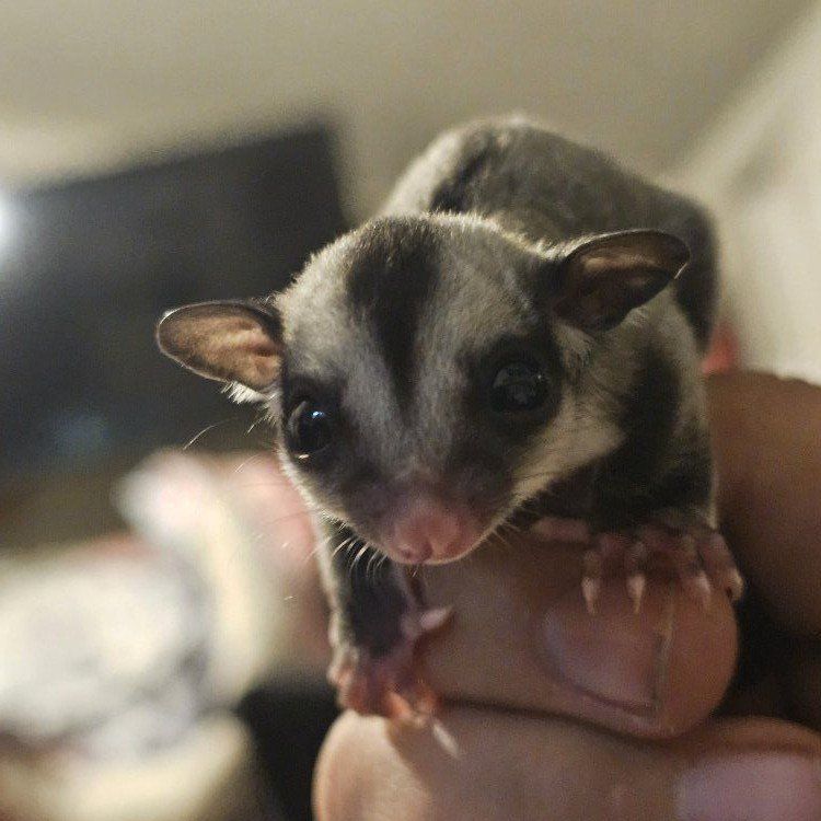 3 female sugar gliders for rehoming