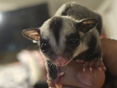 3 female sugar gliders for rehoming
