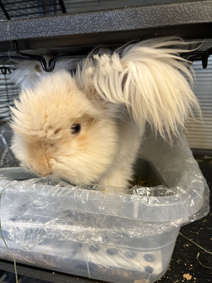 Beautiful Neutered Full Face Angora Buck – The Sweetest House Rabbit