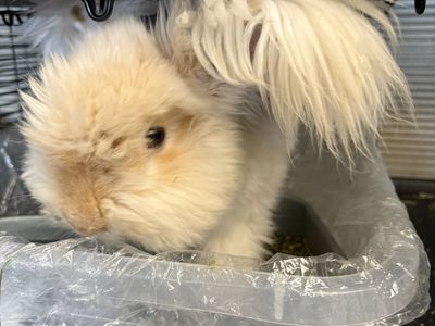 Beautiful Neutered Full Face Angora Buck – The Sweetest House Rabbit