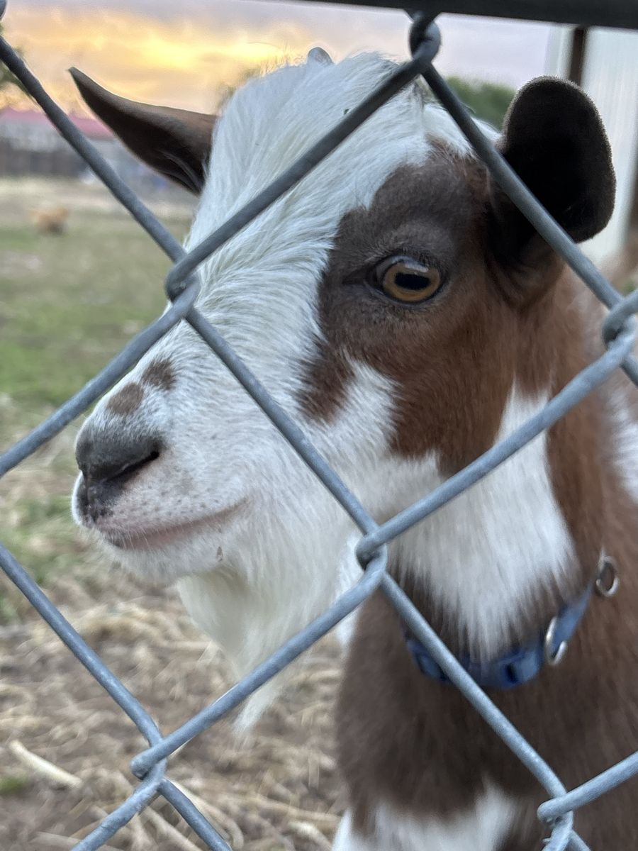 Nigerian Dwarf Buckling Goat