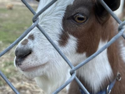Nigerian Dwarf Buckling Goat