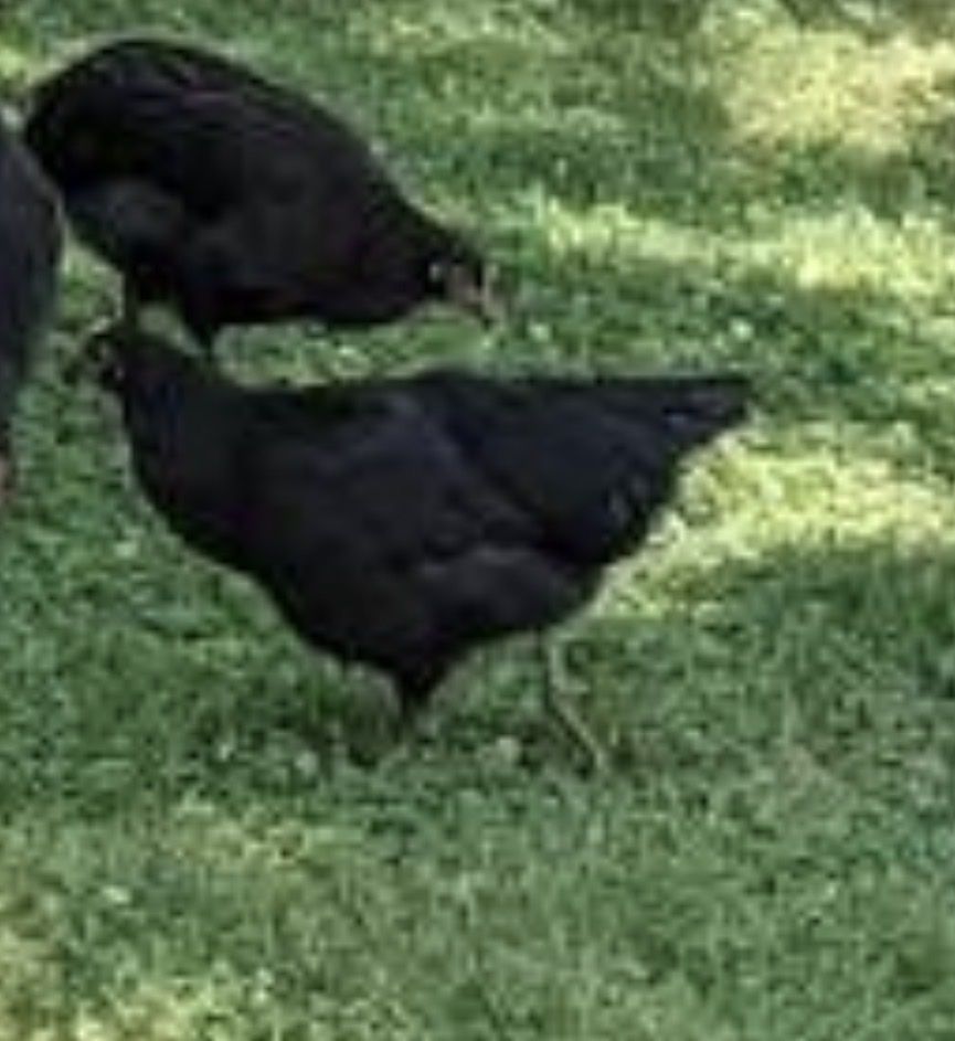 Jersey Giant Hens