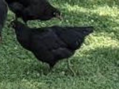 Jersey Giant Hens
