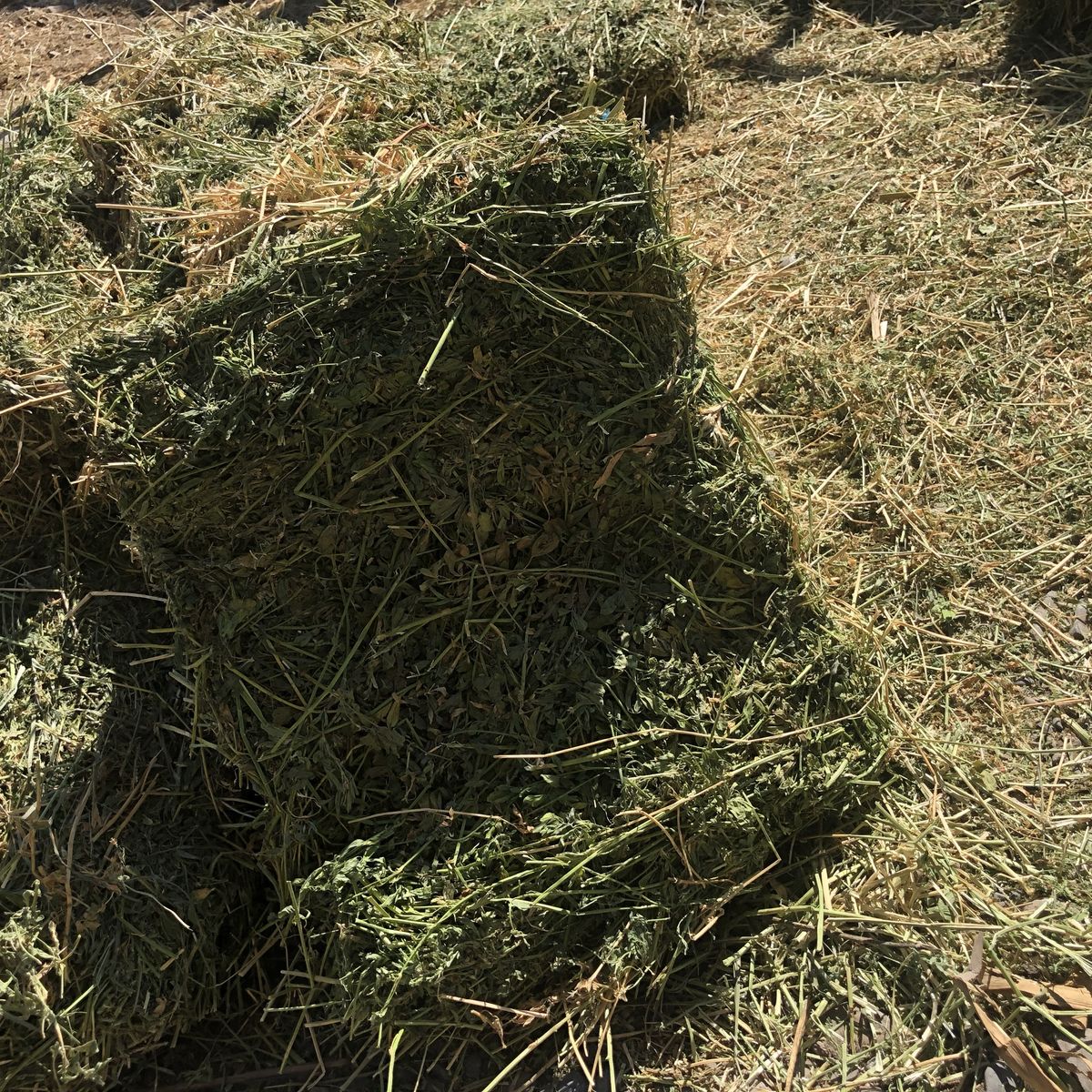 Alfalfa hay