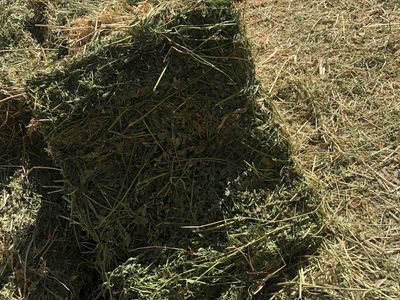 Alfalfa hay