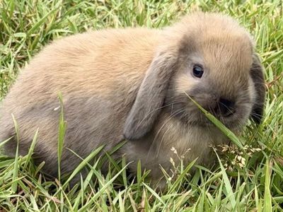Holland Lop Buck/ 1 Left!