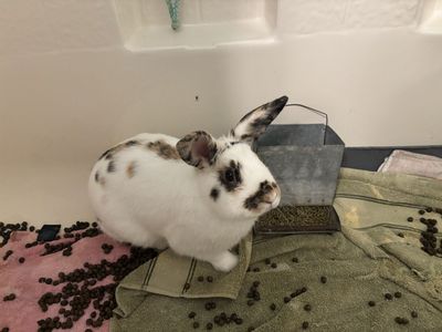 Smart Bunny - Peanut