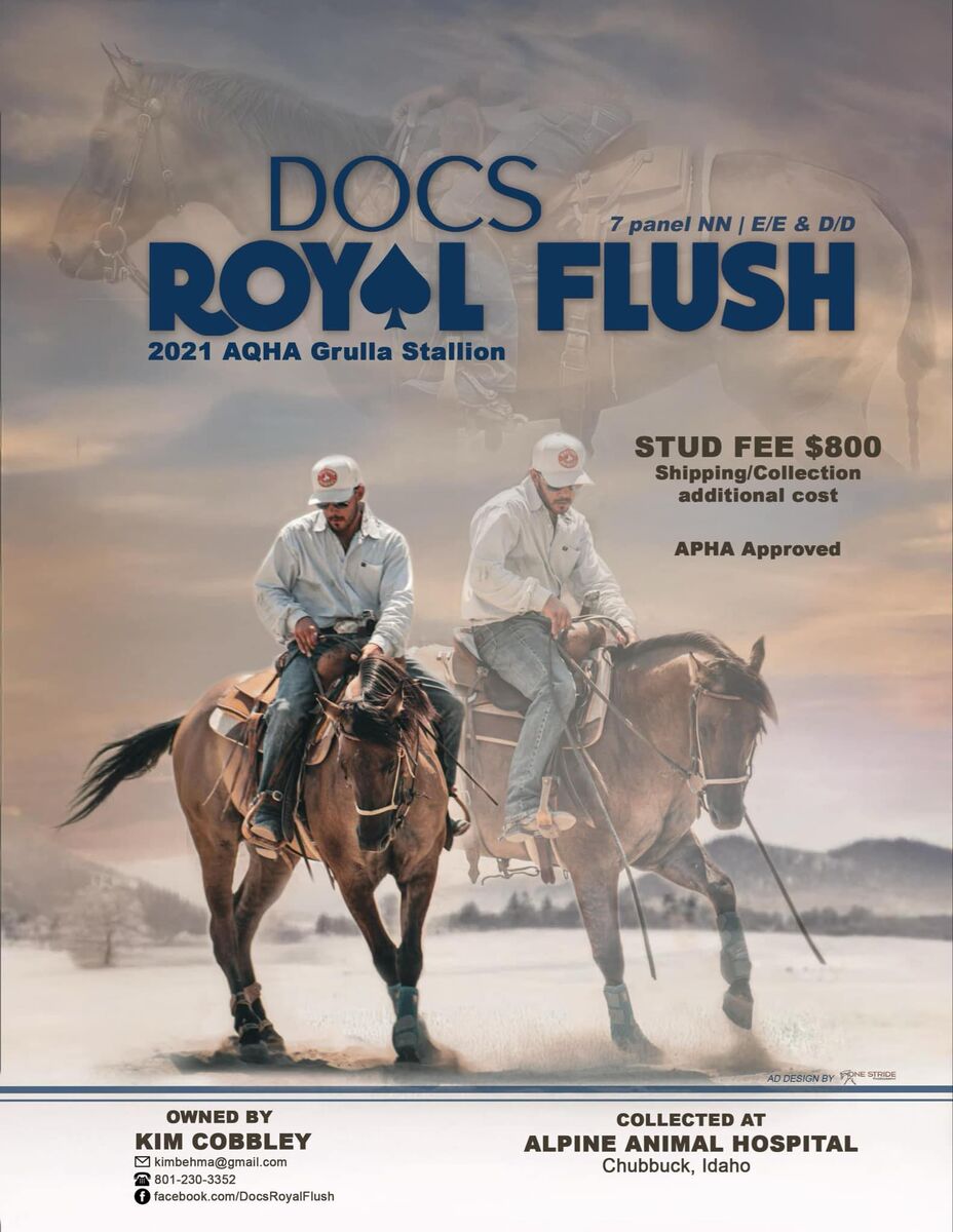 Double Homozygous AQHA Stud