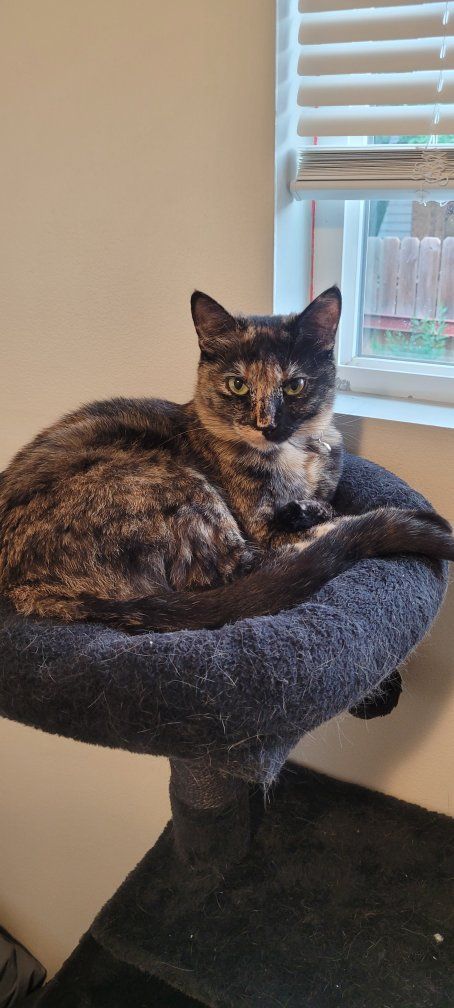Brother & Sister cats in need of a new home