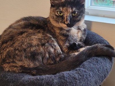 Brother & Sister cats in need of a new home