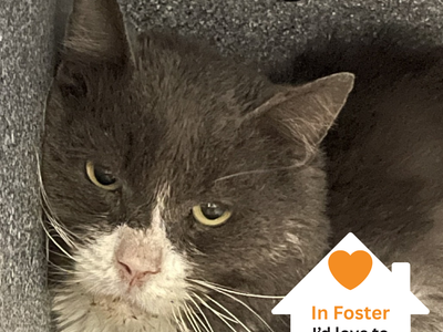 Hello my name is Boyd