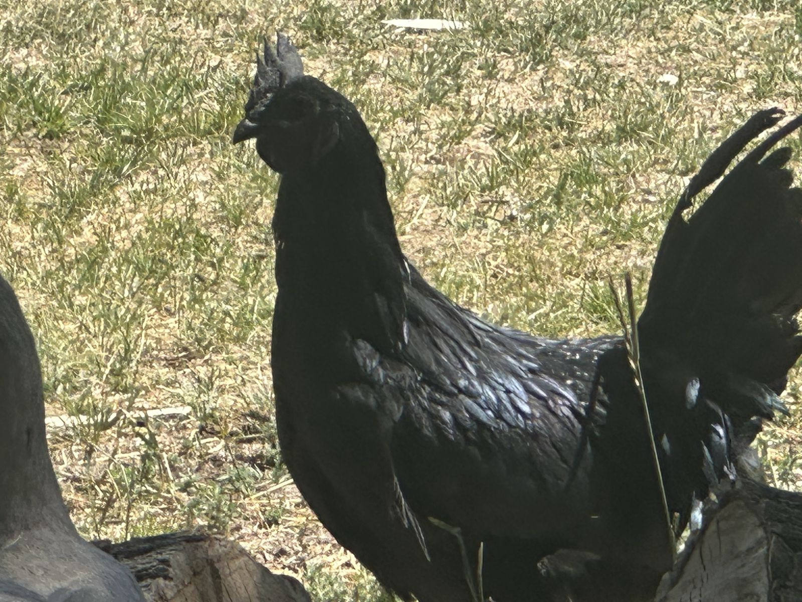 Ayam Cemani Hens & Rooster.