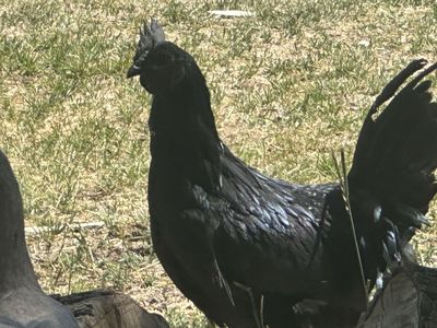 Ayam Cemani Hens & Rooster.