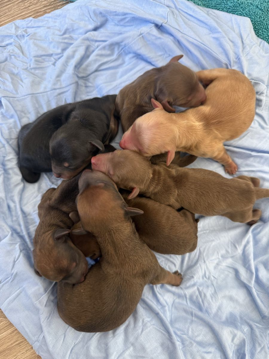 Dachshund puppies