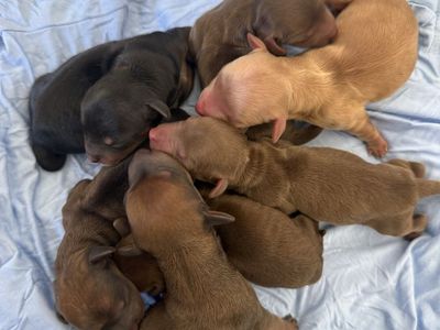 Dachshund puppies