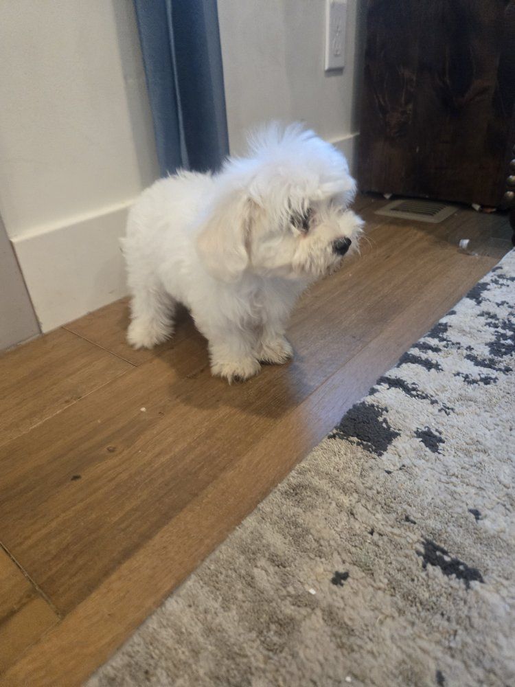 Adorable Maltipoo Puppies