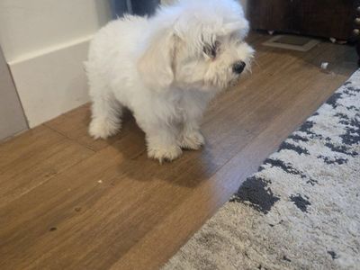Adorable Maltipoo Puppies