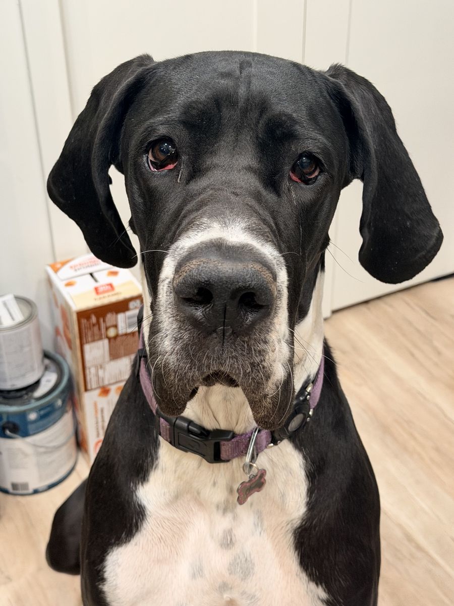 Great Dane
