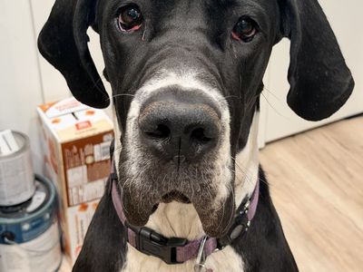 Great Dane