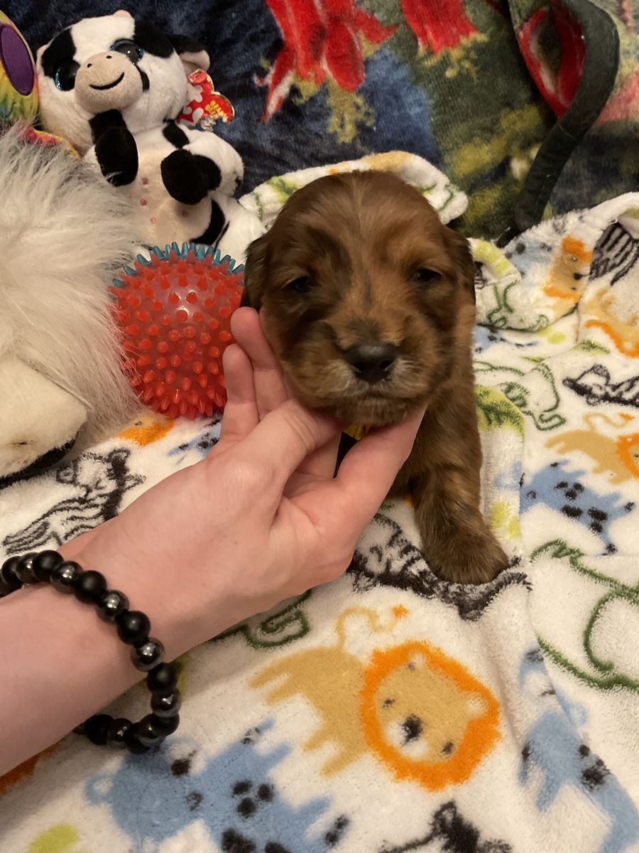 AKC Long Hair Male Miniature Dachshund