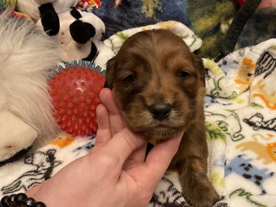 AKC Long Hair Male Miniature Dachshund