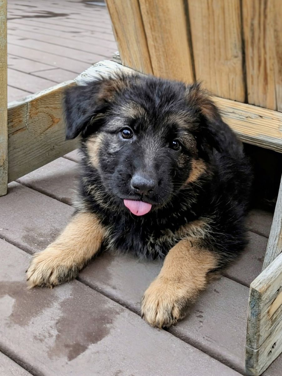 **AKC REGISTERED** Long-haired Red German Shepherd Puppies