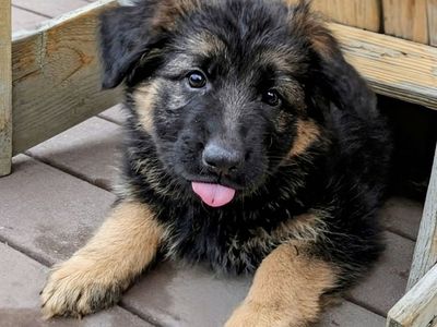 **AKC REGISTERED** Long-haired Red German Shepherd Puppies