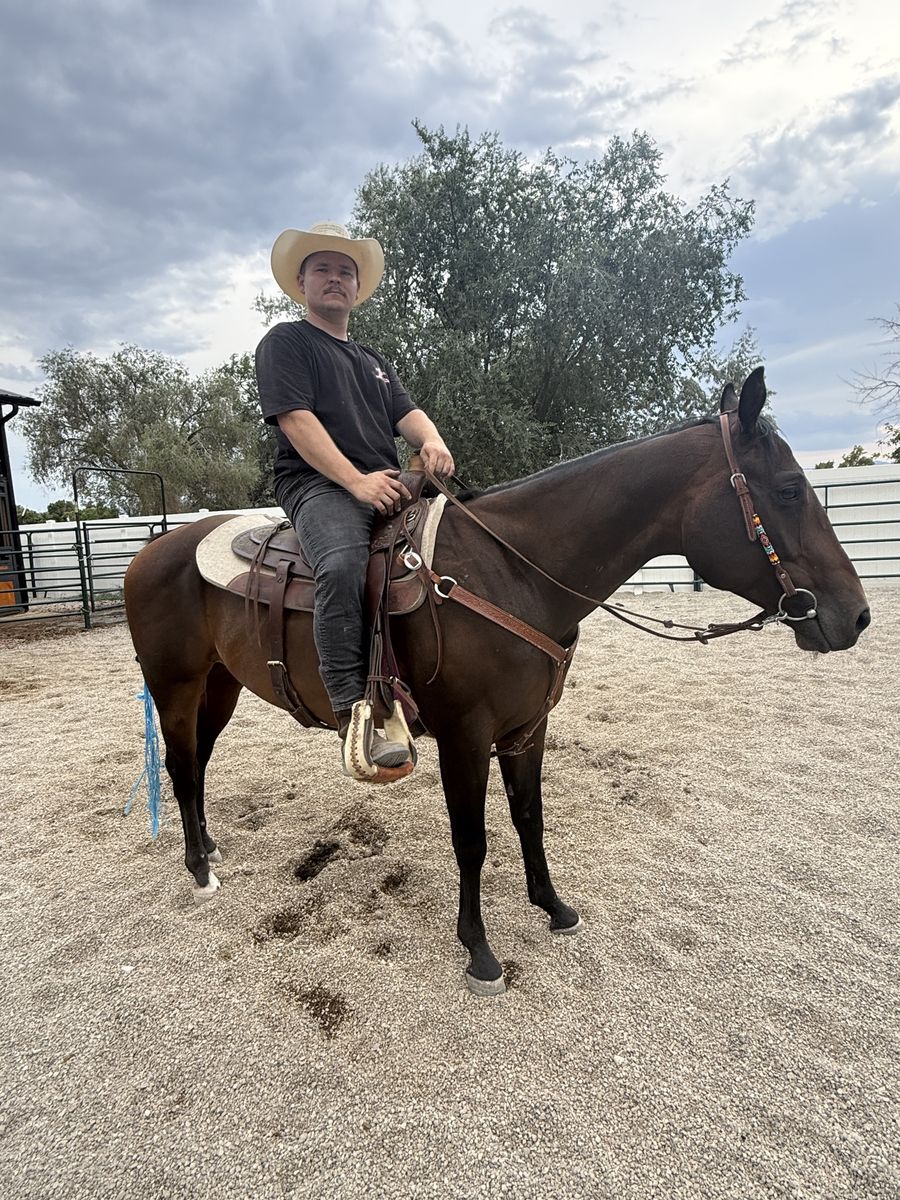 5 year old Bombproof beginner trail gelding