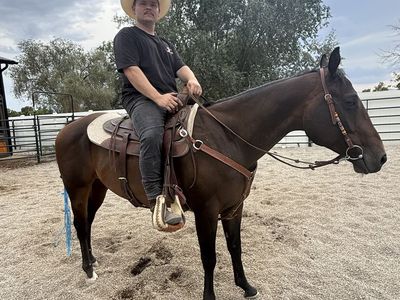 5 year old Bombproof beginner trail gelding