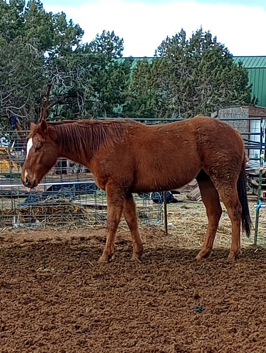 Gorgeous, chestnut 7 year old Thoroughbred Mare