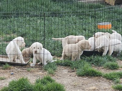 Lab/Labradoodle Puppies