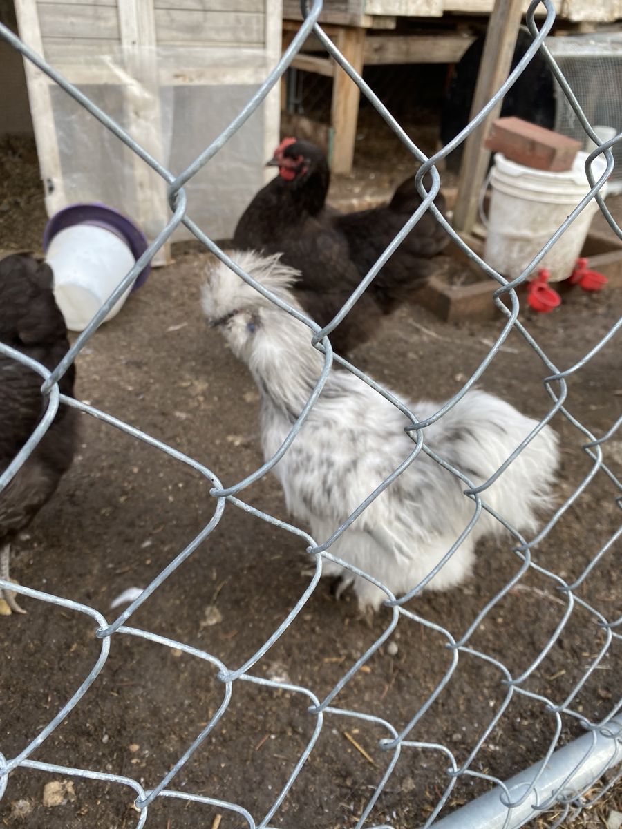 2 Slash Silkie roosters!