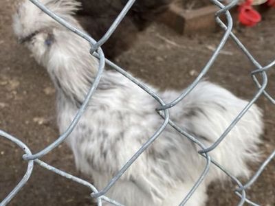 2 Slash Silkie roosters!