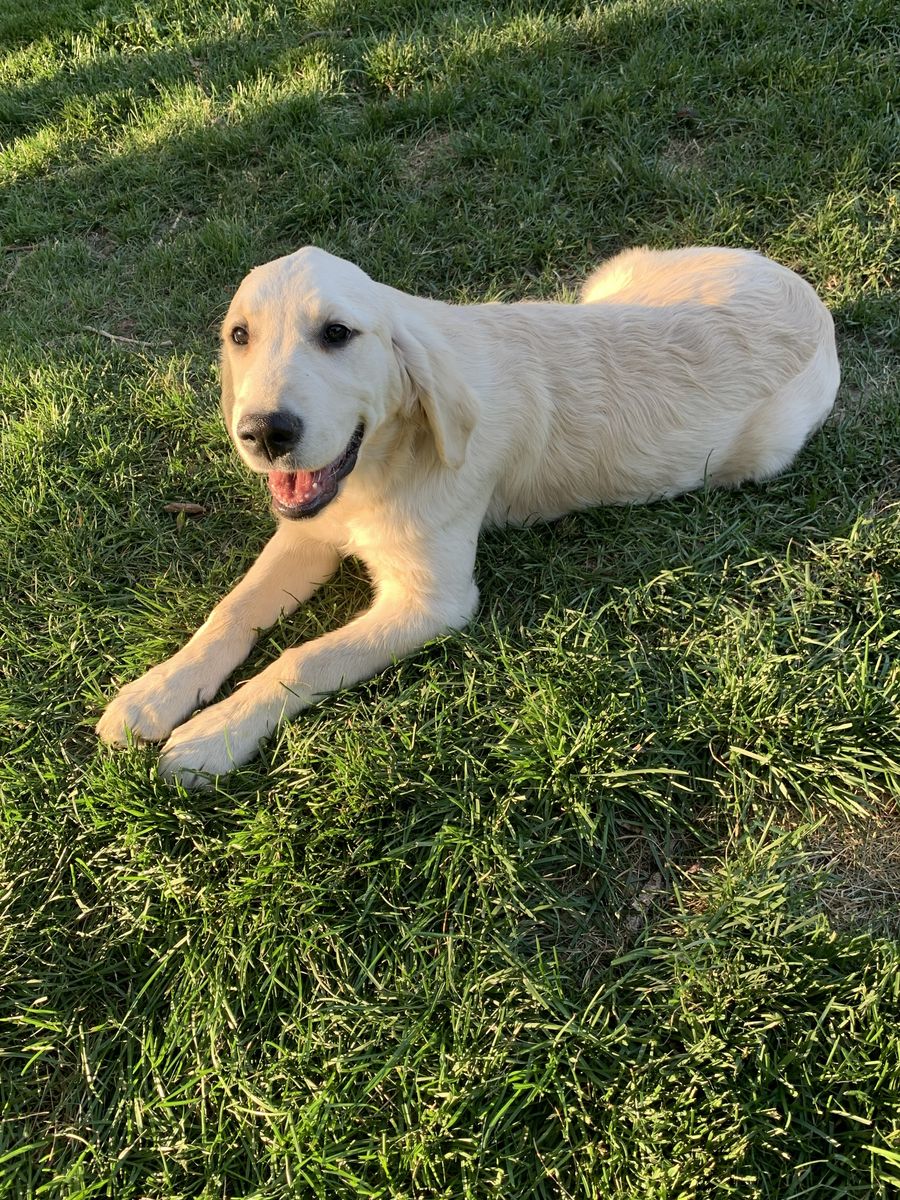 Purebred AKC Registered Golden Retriever puppy female