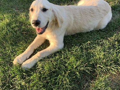 Purebred AKC Registered Golden Retriever puppy female