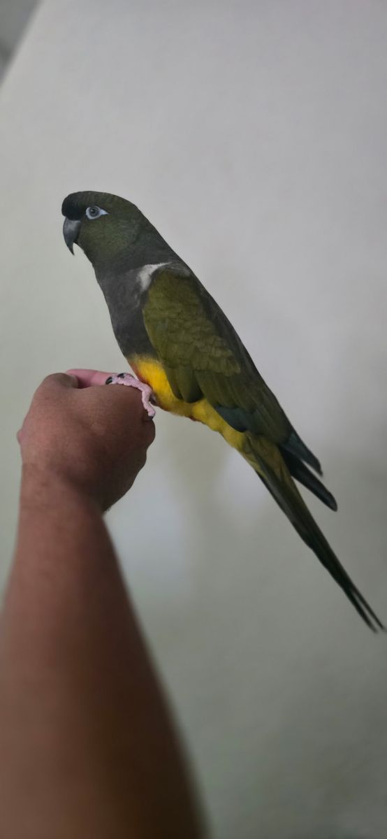 Patagonia conure