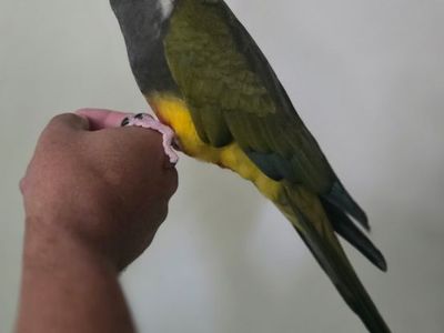 Patagonia conure