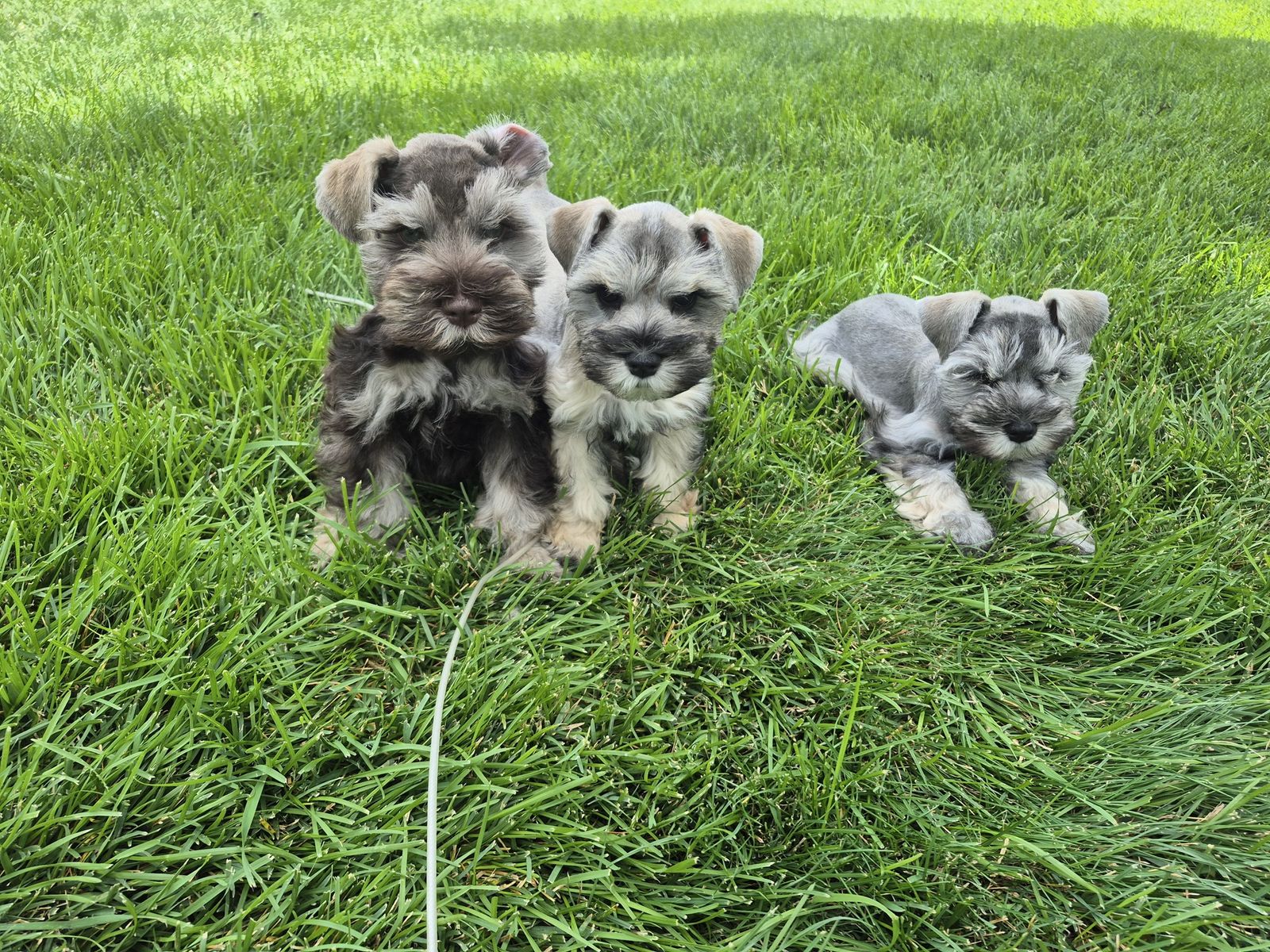 AKC Miniature Schnauzers