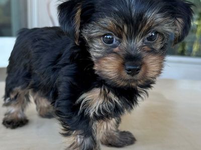 Exceptional Tiny AKC Yorkie Puppies | 2 Males Available | 4lb Mom