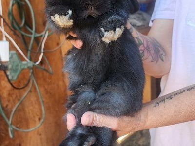 Pet Bunnies / Lop Rabbits Available