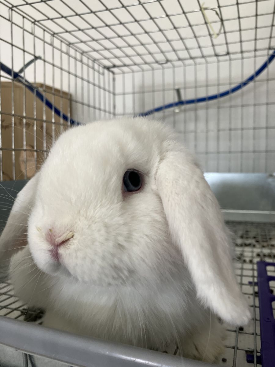 BEW Holland Lop Buck