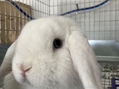 BEW Holland Lop Buck