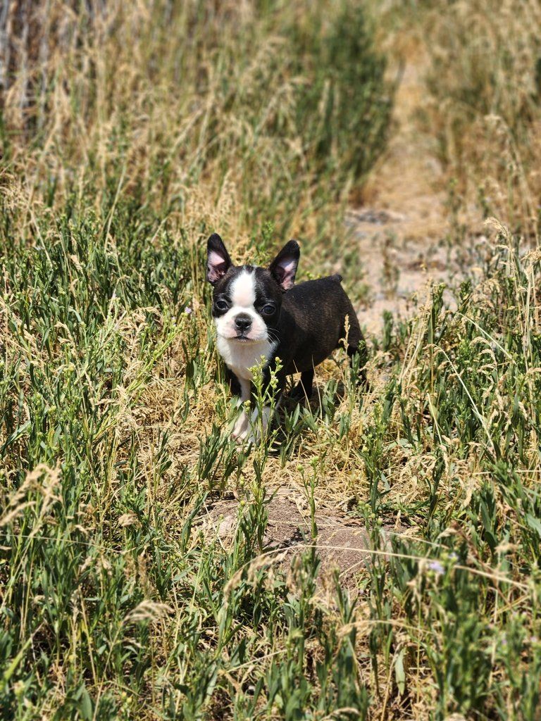 Adorable Boston Terrier Puppy - Black & White