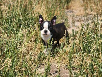 Adorable Boston Terrier Puppy - Black & White
