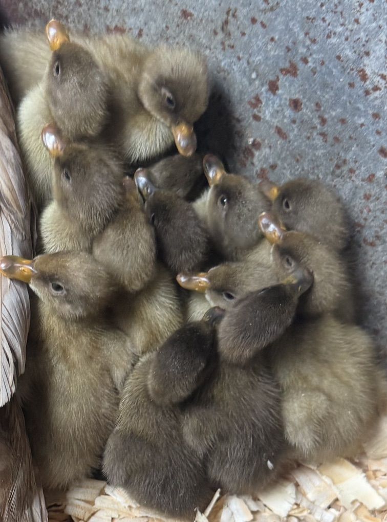 Khaki Campbell Ducklings