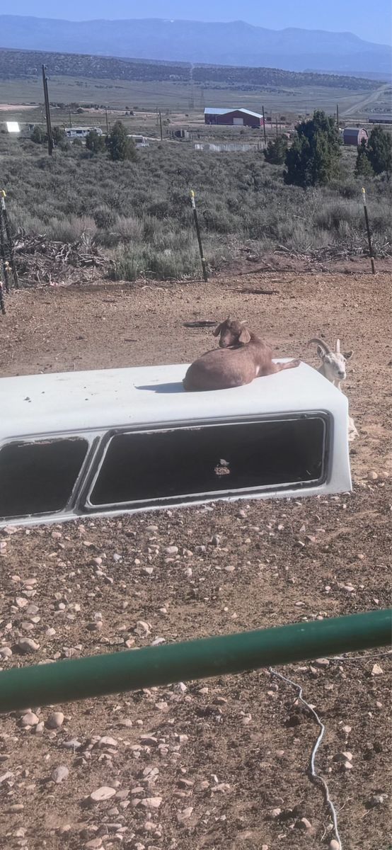 Nice young open goat
